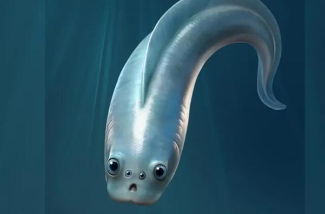 Mokslininkai papasakojo apie žuvies, gyvenusios daugiau nei 500 mln. metų atgal, liekanas