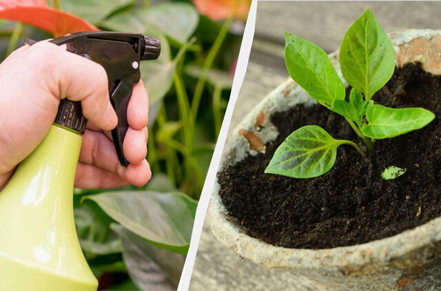 Kam patyrę sodininkai purškia daigus pienu