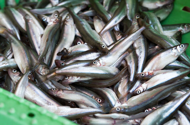 Stintos, turgus, prekyba