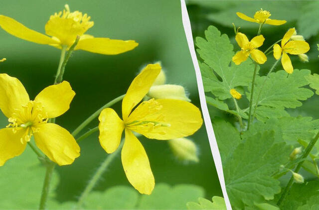 Ugniažolė darže – ne tik piktžolė: kaip atpažinti dirvos problemas ir jas spręsti?