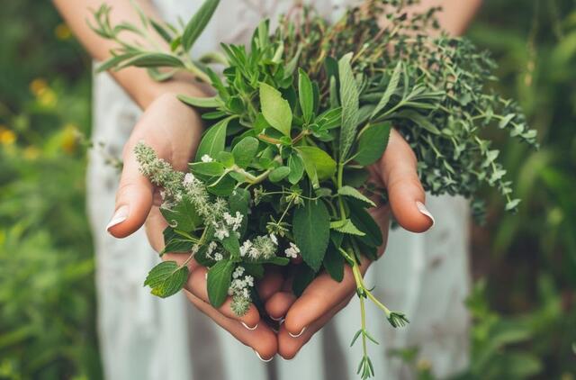 Vaistinės žolelės