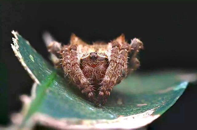 Madagaskaro voras mezga 25 metrų tinklą