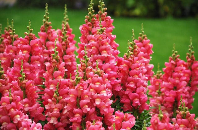 6 augalų rūšys, kurias būtina pasėti vasarį gausiam pavasario derliui