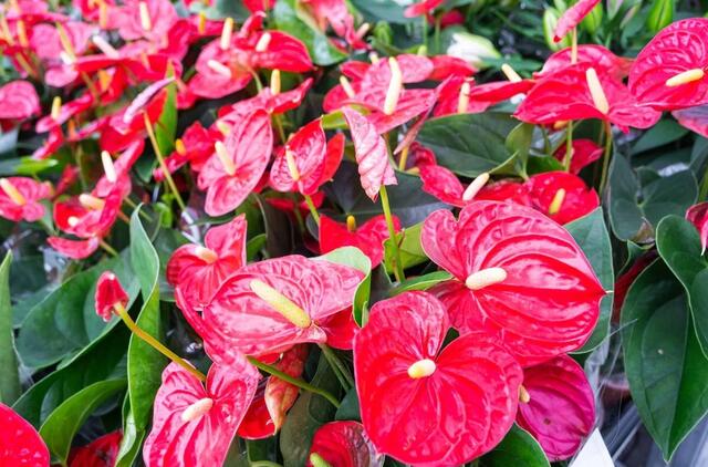 įdėkite tai į vandenį – ir raudonos „burės“ kils viena po kitos be sustojimo