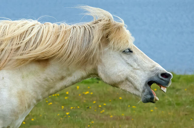 Arklio žvengimo paslaptis