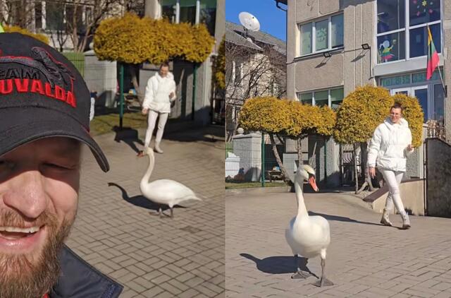 Aurimas ir Sonata Mockai, gulbė