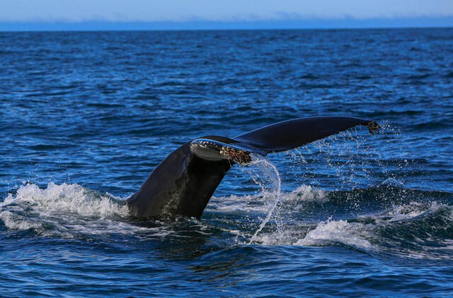 Vandenyno vaiduoklis