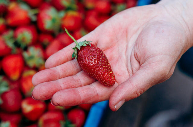 Braškės kovo mėnesį laukia tik šito