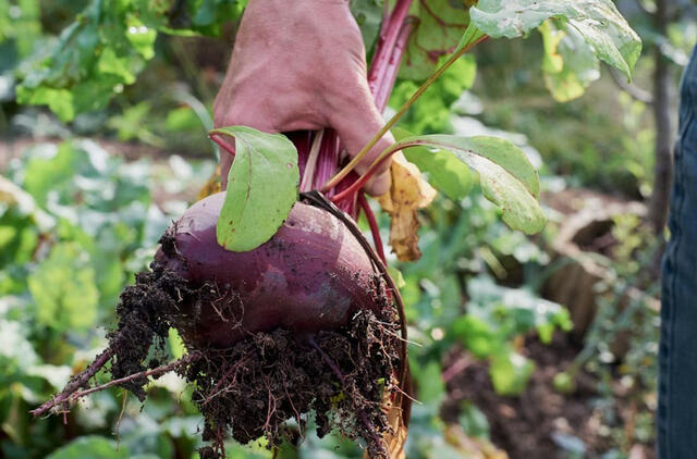 Tai ne burokėliai, o bordo spalvos medus