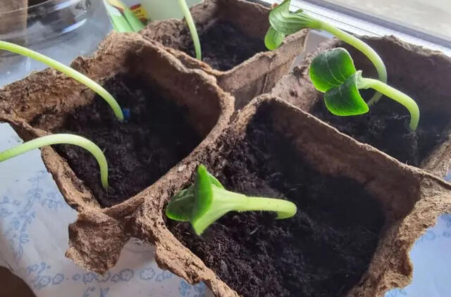 liaudiškas antpilas privers daigus augti kaip ant mielių