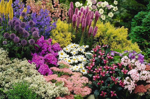 Įspūdingi daugiamečiai augalai, žydintys visą sezoną
