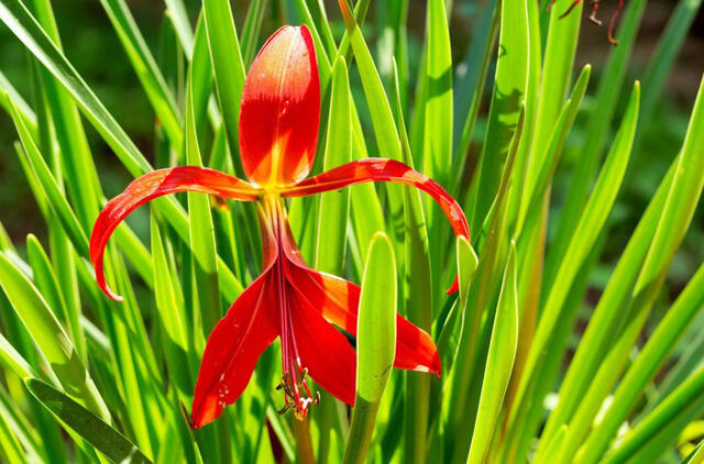 Gašioklė – actekų lelija: kaip užauginti egzotišką gražuolę savo sode