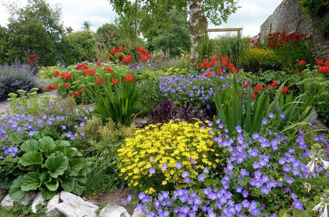 ką sėti jau dabar, kad birželį gėlynas priverstų aikčioti visus