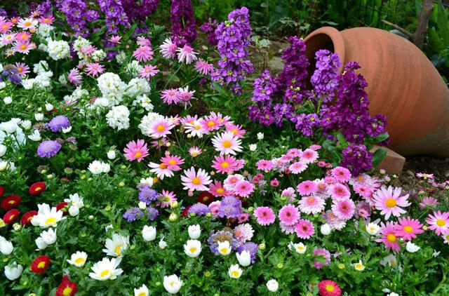 12 augalų, kurie auga greičiau už piktžoles