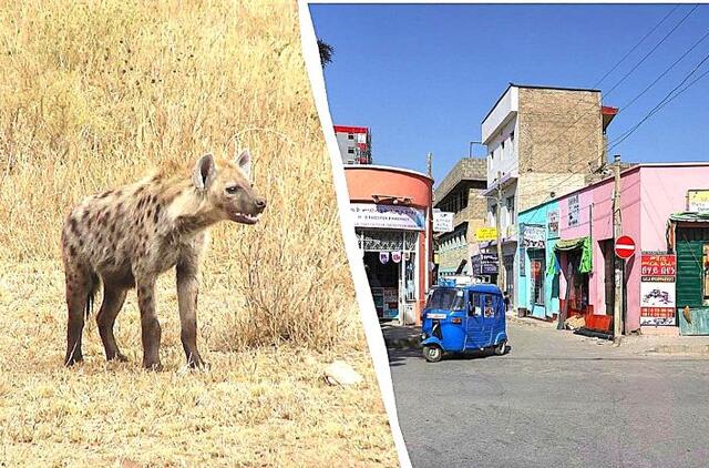 Etiopijoje plėšrūnai klajoja gatvėmis
