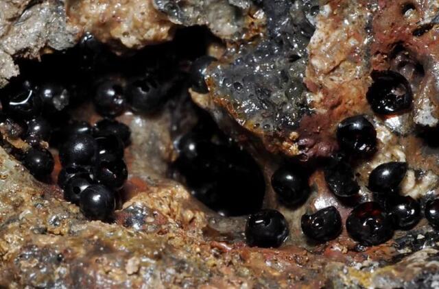 Radiniai juros gelmėse