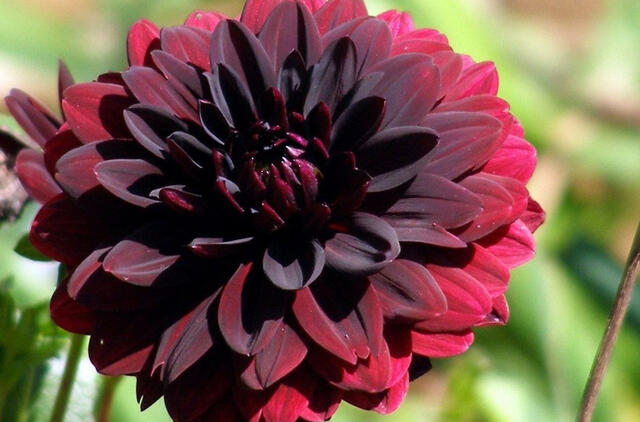 Sodo perlas: mistiška spalva ir pilnaviduriai žiedai jūsų sodo puošybai