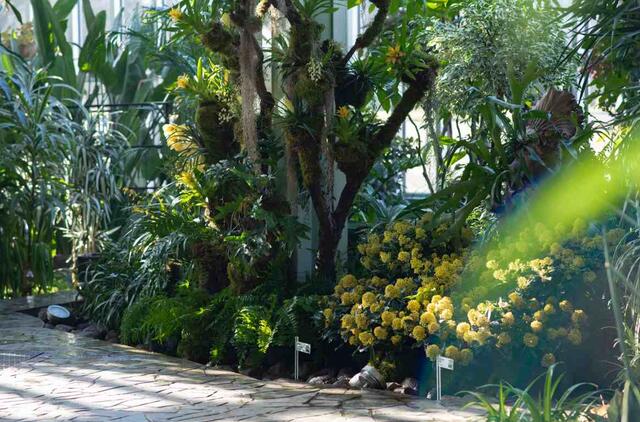 Kretingos žiemos sodas