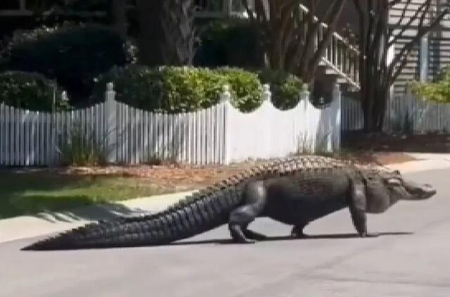 Krokodilas gatvėje