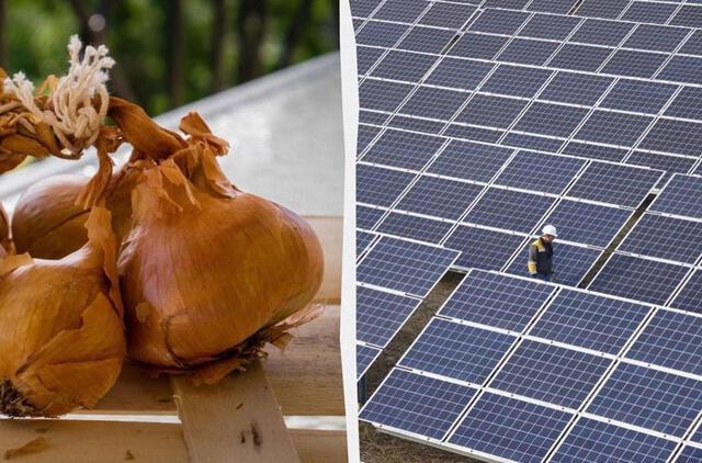 Svogūnų lukštai gali apsaugoti saulės paneles