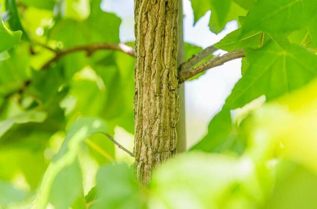 10 medžių, kurių niekada negalima sodinti kieme šalia įvažiavimo takų