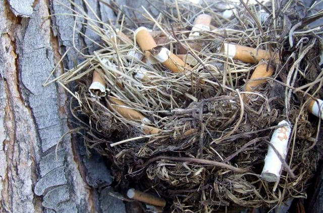 Kodėl paukščiai į lizdus tempia cigarečių nuorūkas
