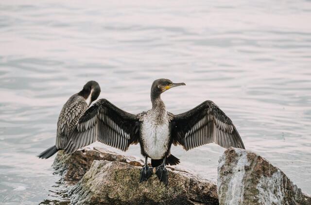 Paukščių sugrįžtuvės