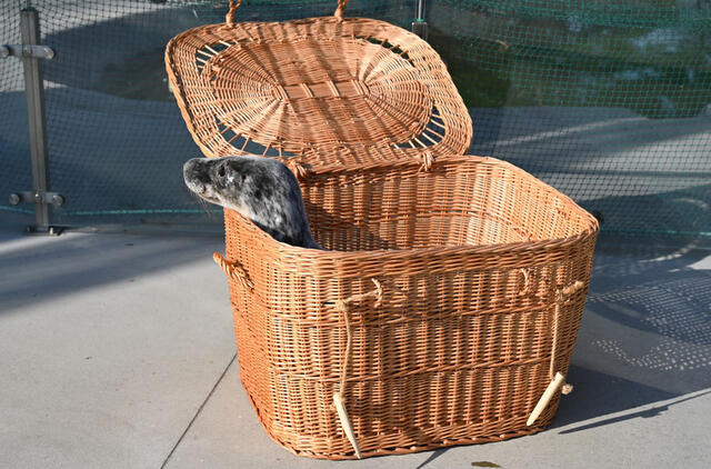 Ruoniukas, Lietuvos jūrų muziejus