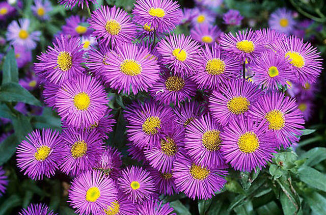 daugiametis augalas be rūpesčių, o gėlynas kaip iš paveikslėlio