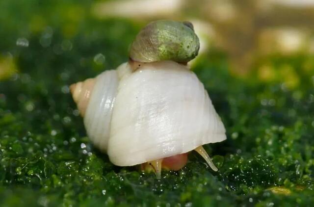 JK sodus užplūs tūkstančiai sraigių ir šliužų
