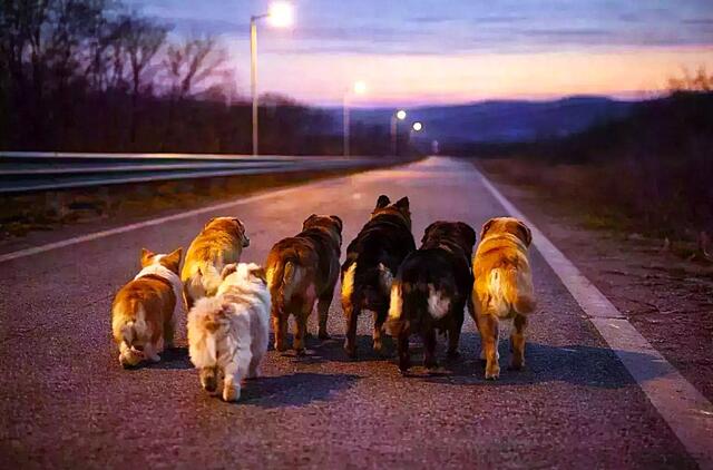 Šunys rado kelią namo