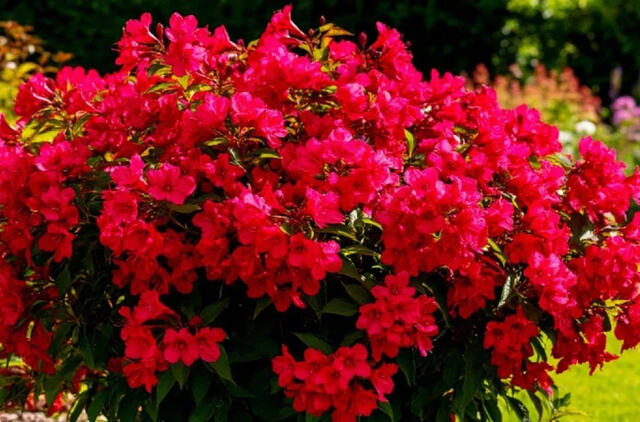  įspūdingas daugiametis visą sezoną puošia sodą ryškiais raudonais žiedais