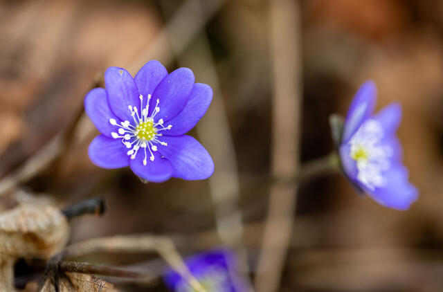 savaitės viduryje sausus orus keis lietus