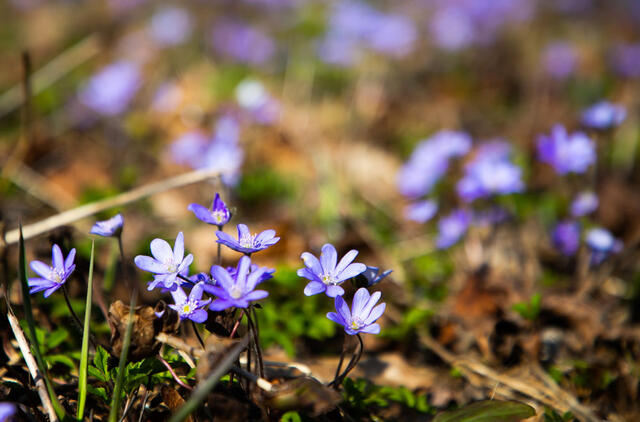 Sinoptikė žada permainingą savaitę ir pavasariškai šiltas Velykas