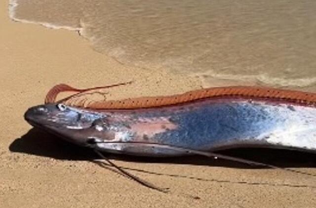 Paskutinio teismo dienos žuvys