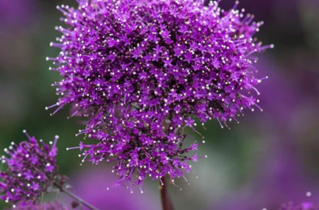 Kvapnus gražuolis namams ir sodui: kodėl vis daugiau gėlių augintojų jį renkasi