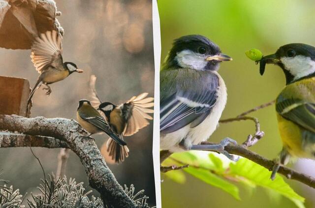 Zylės stebina mokslininkus