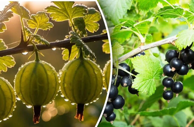 kodėl serbentai ir agrastai smulkėja ir kaip išgelbėti krūmus