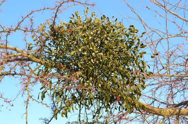  kaip apsaugoti sodo medžius nuo amalo