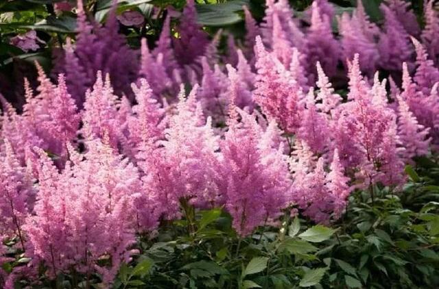 kaip paversti sodo sklypą žydinčiu rojumi