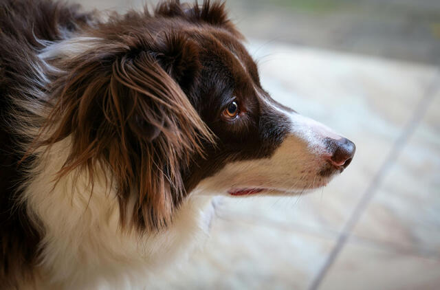 Australų aviganis, šuo