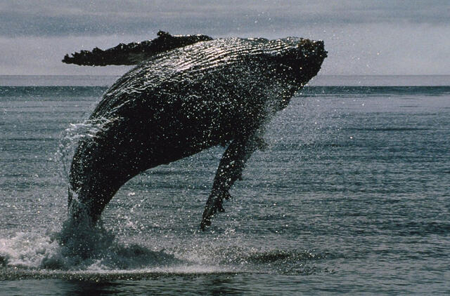 Kiek sveria banginis