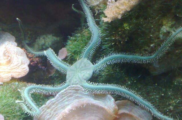 Ofiura gyvena Antarktidoje