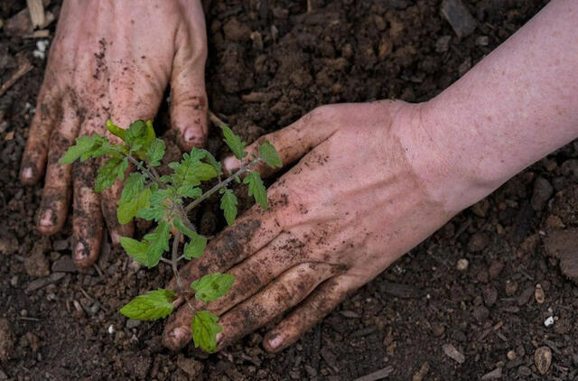 Ką dėti į duobutes sodinant paprikas ir pomidorus, kad sodinukai greitai prigytų