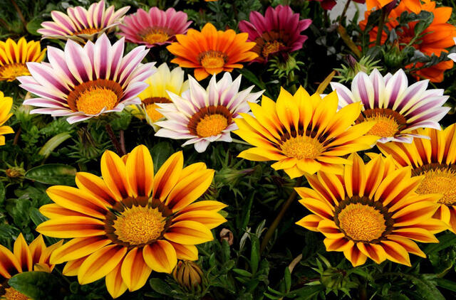 pasodinu, ir jau pirmąją vasarą jie pražysta vešliais žiedynais