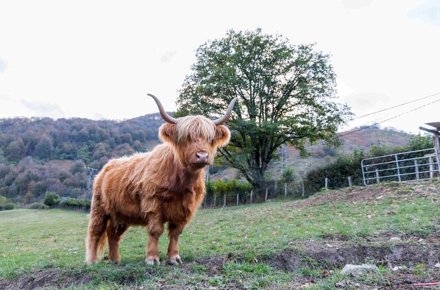 Hailendų veislės jaučiai