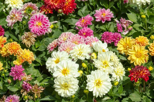 Kaip ir kada sodinti jurginus