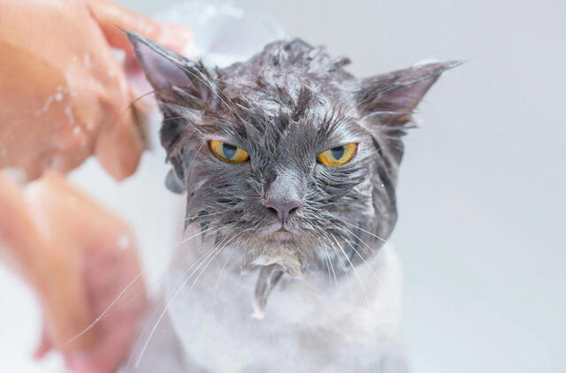 Kaip dažnai reikia maudyti katę 