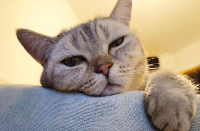 Kodėl katės laksto prieš ir po apsilankymo kraiko dėžutėje?