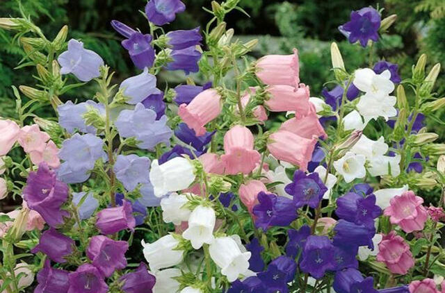 3 gėlės, panašios į varpelius – žydi bet kuriame regione